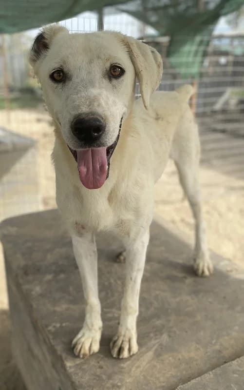Santa, male Mixed Breed for adoption at Tierheimhelden — photo 5 of 11