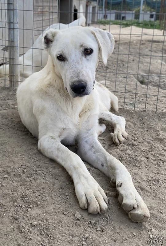 Santa, male Mixed Breed for adoption at Tierheimhelden — photo 6 of 11