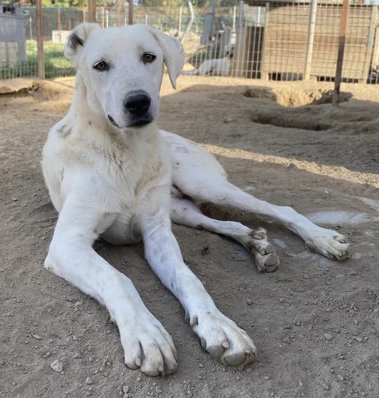 Santa, male Mixed Breed for adoption at Tierheimhelden — photo 7 of 11