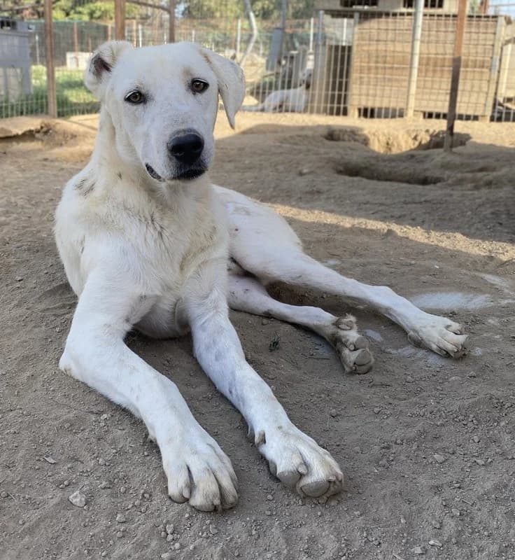 Santa, male Mixed Breed for adoption at Tierheimhelden — photo 8 of 11