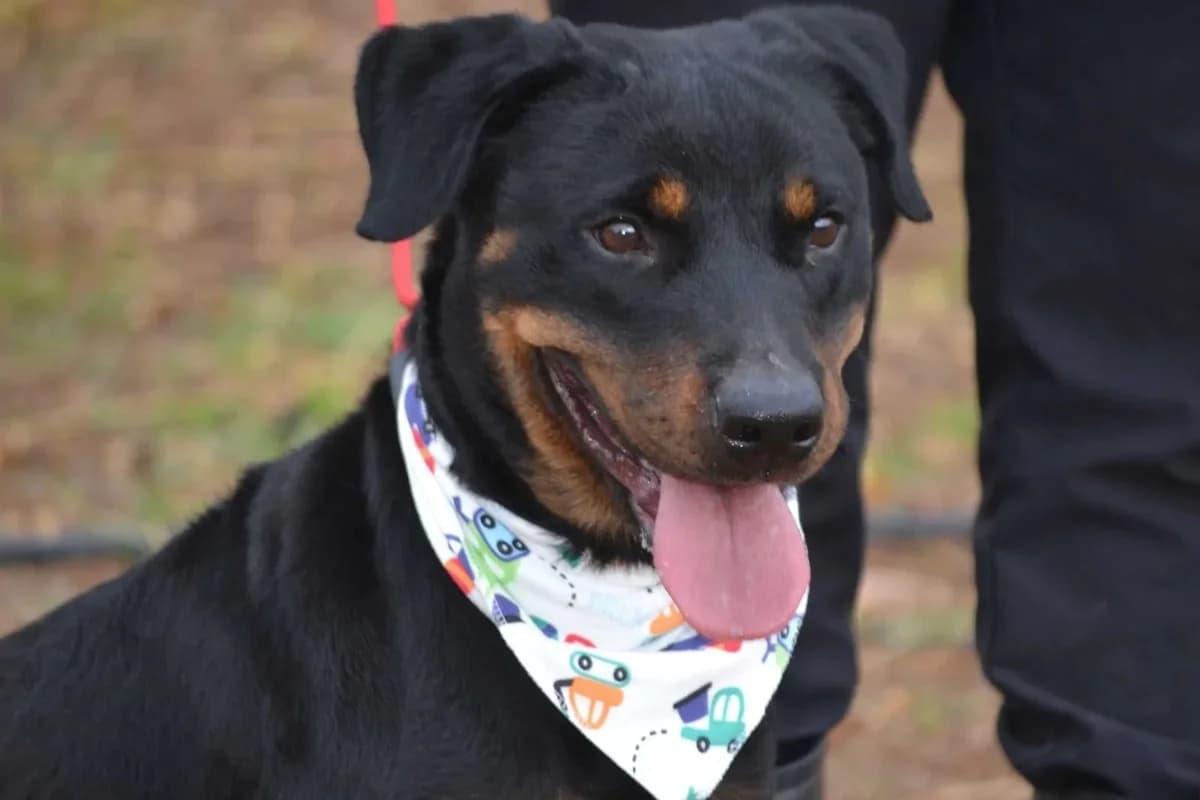 Lua, female Rottweiler for adoption at Tierheimhelden, Dortmund