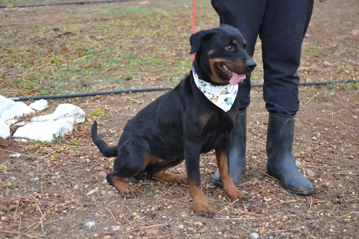 Lua, female Rottweiler for adoption at Tierheimhelden, Dortmund — photo 2 of 11