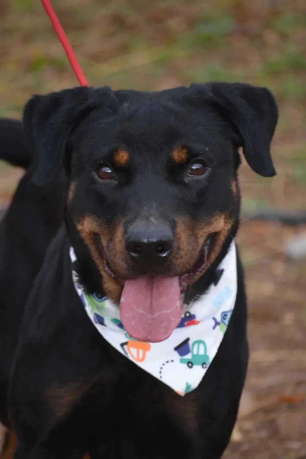 Lua, female Rottweiler for adoption at Tierheimhelden, Dortmund — photo 3 of 11
