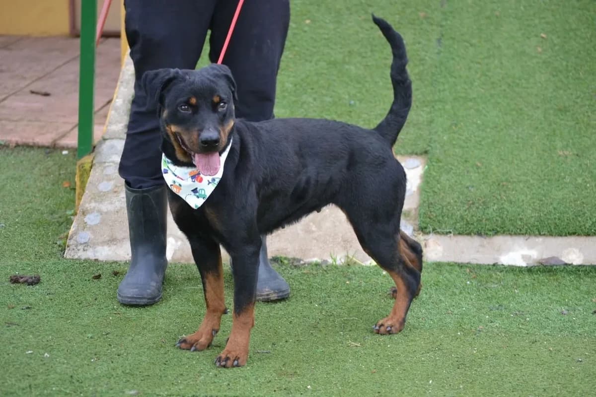 Lua, female Rottweiler for adoption at Tierheimhelden, Dortmund — photo 4 of 11