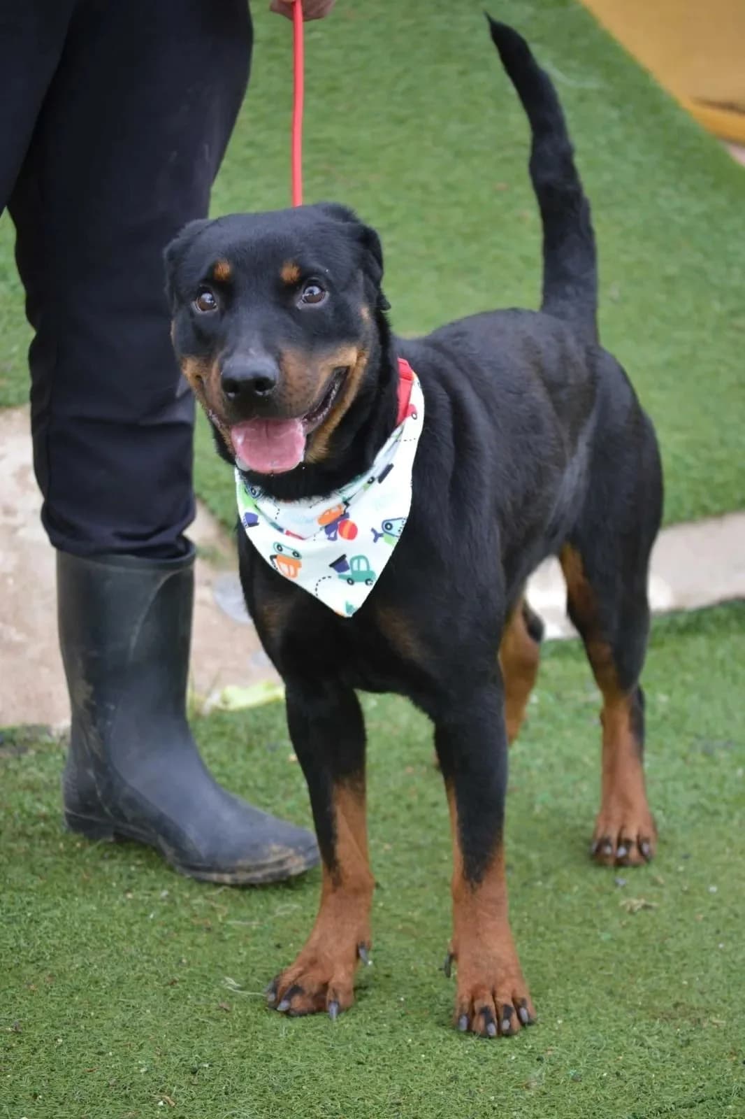 Lua, female Rottweiler for adoption at Tierheimhelden, Dortmund — photo 5 of 11