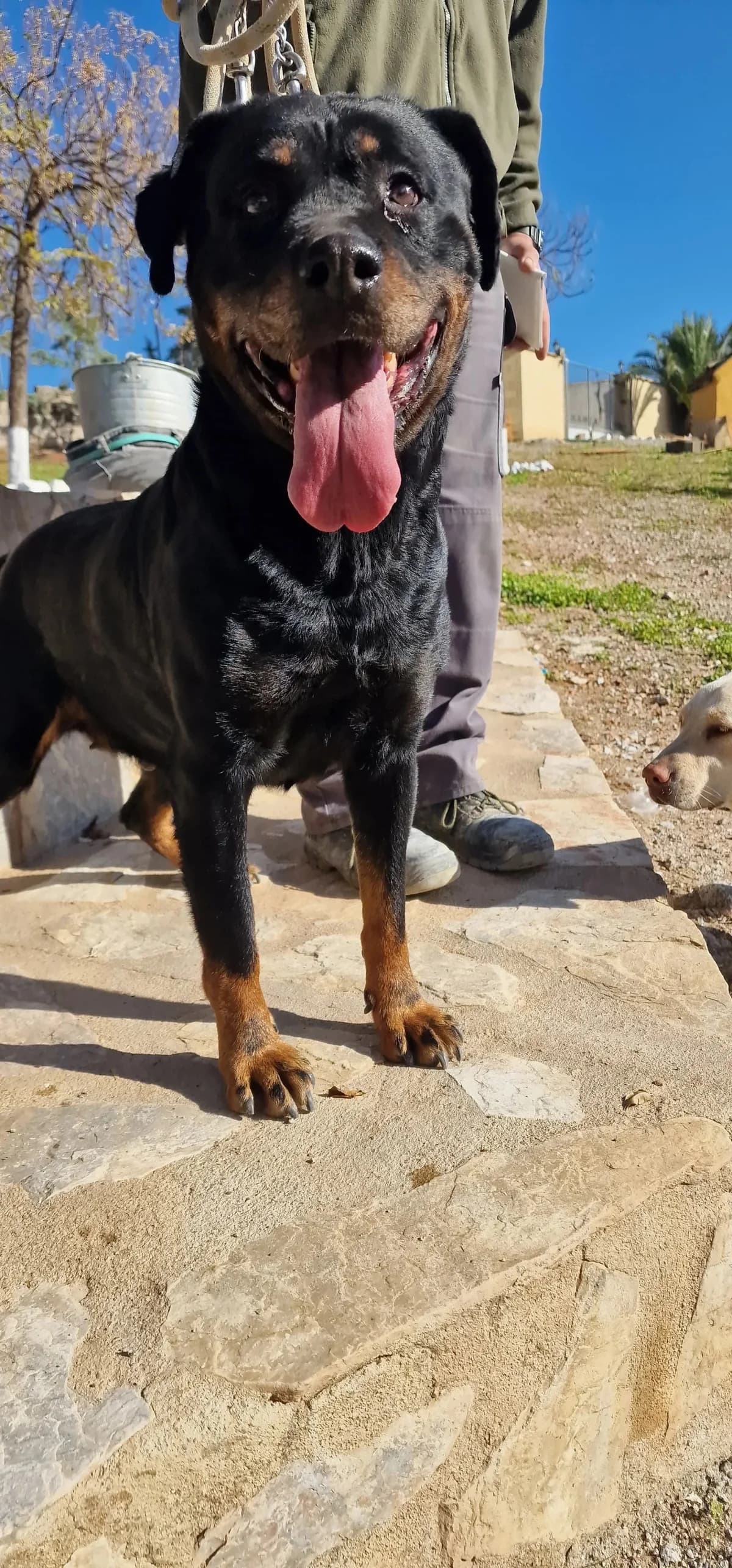 Lua, female Rottweiler for adoption at Tierheimhelden, Dortmund — photo 7 of 11