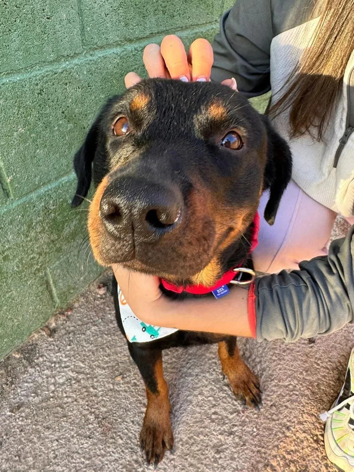 Lua, female Rottweiler for adoption at Tierheimhelden, Dortmund — photo 8 of 11