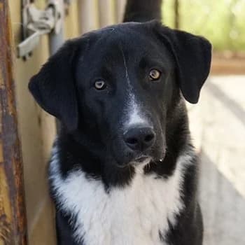 Fabius, male Mixed Breed for adoption at Tierheimhelden