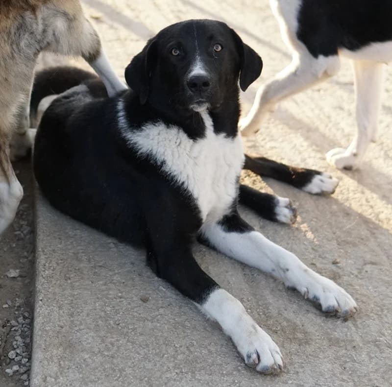 Fabius, male Mixed Breed for adoption at Tierheimhelden — photo 2 of 17
