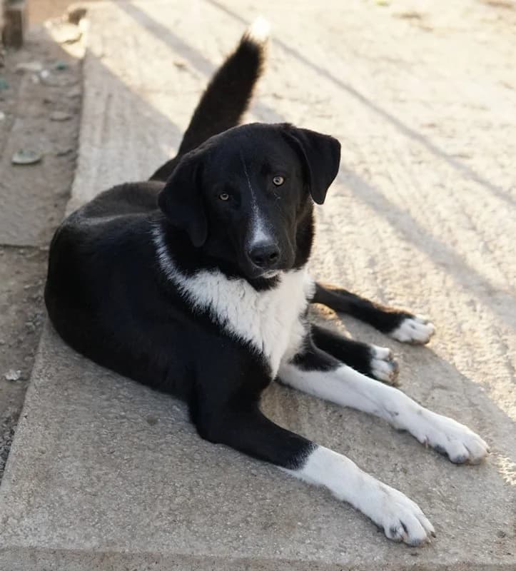 Fabius, male Mixed Breed for adoption at Tierheimhelden — photo 3 of 17