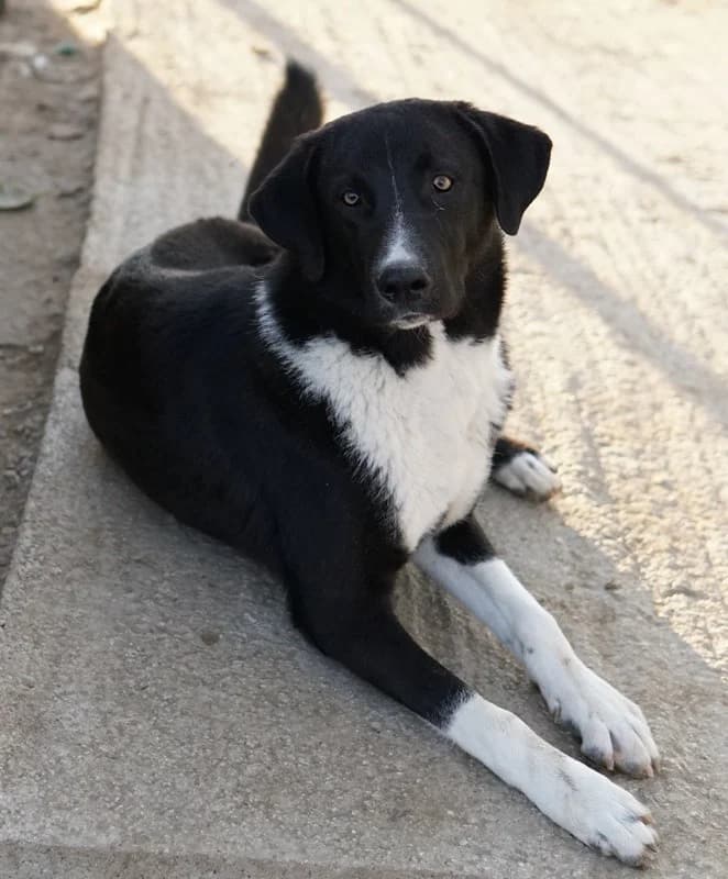 Fabius, male Mixed Breed for adoption at Tierheimhelden — photo 4 of 17