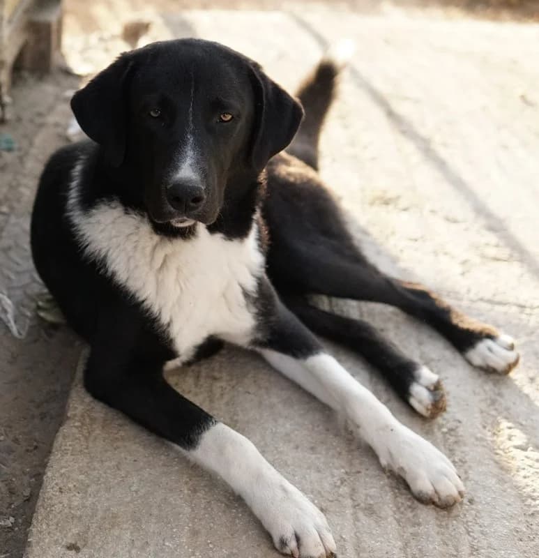 Fabius, male Mixed Breed for adoption at Tierheimhelden — photo 5 of 17