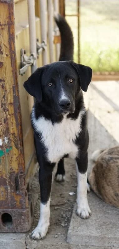 Fabius, male Mixed Breed for adoption at Tierheimhelden — photo 6 of 17