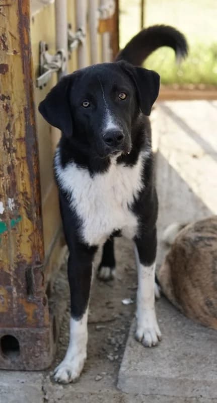Fabius, male Mixed Breed for adoption at Tierheimhelden — photo 7 of 17