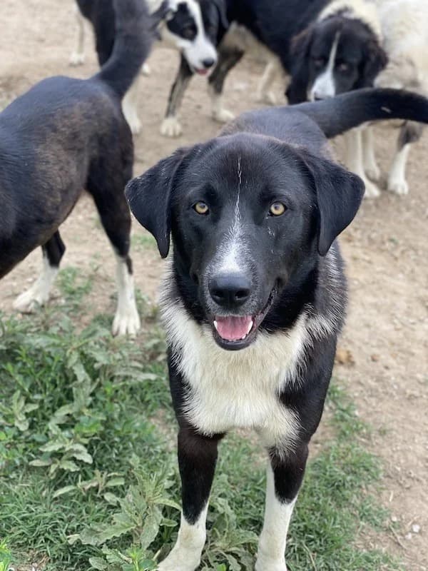 Fabius, male Mixed Breed for adoption at Tierheimhelden — photo 8 of 17