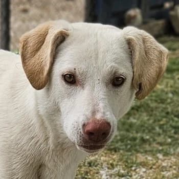 Nizza, female Mixed Breed for adoption at Tierheimhelden