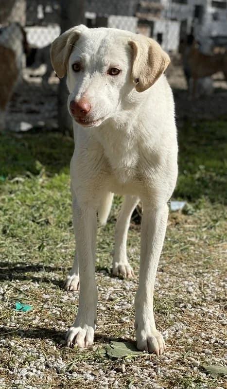 Nizza, female Mixed Breed for adoption at Tierheimhelden — photo 2 of 15