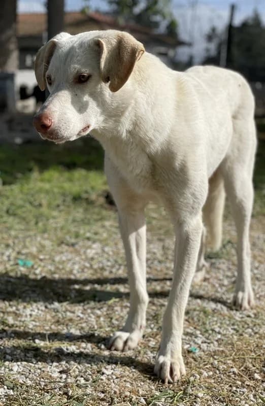 Nizza, female Mixed Breed for adoption at Tierheimhelden — photo 3 of 15