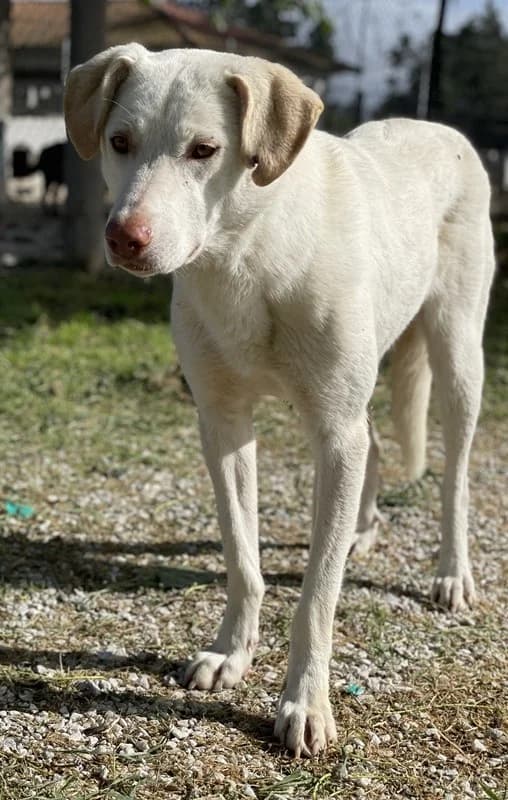 Nizza, female Mixed Breed for adoption at Tierheimhelden — photo 4 of 15