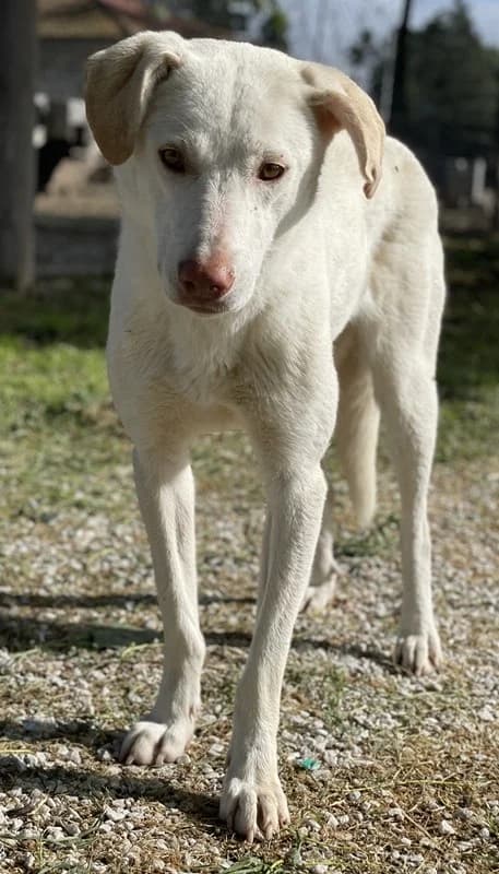 Nizza, female Mixed Breed for adoption at Tierheimhelden — photo 5 of 15