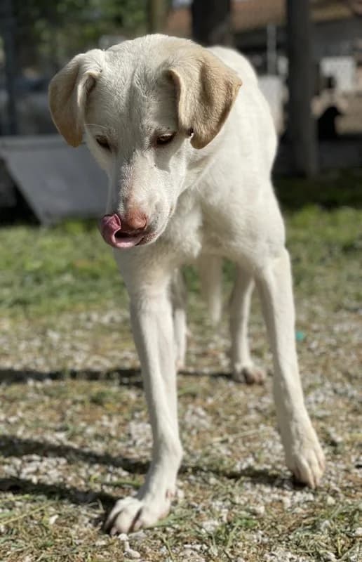 Nizza, female Mixed Breed for adoption at Tierheimhelden — photo 6 of 15