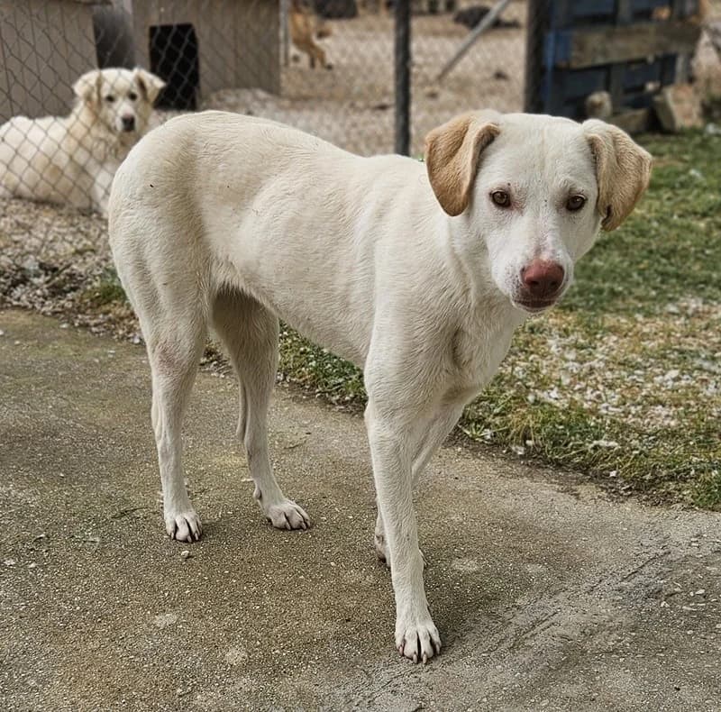 Nizza, female Mixed Breed for adoption at Tierheimhelden — photo 7 of 15