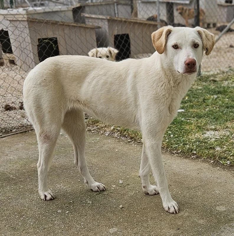 Nizza, female Mixed Breed for adoption at Tierheimhelden — photo 8 of 15