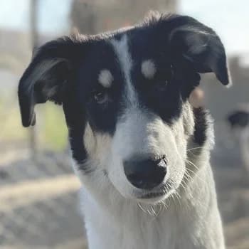 Vivia, female Mixed Breed for adoption at Tierheimhelden