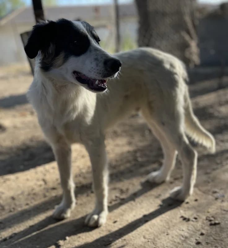 Vivia, female Mixed Breed for adoption at Tierheimhelden — photo 2 of 13
