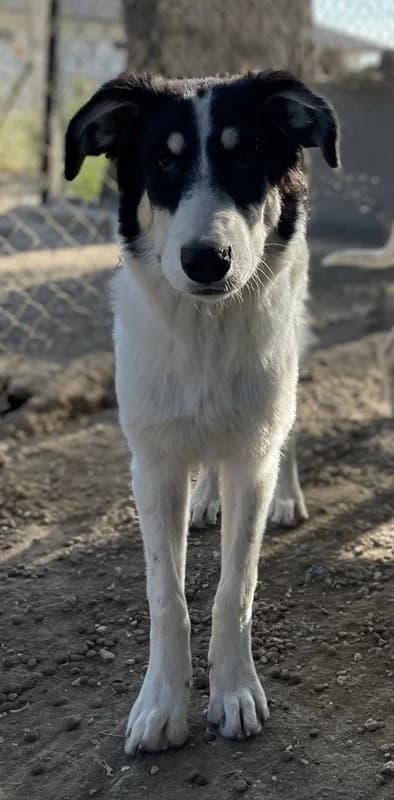 Vivia, female Mixed Breed for adoption at Tierheimhelden — photo 3 of 13