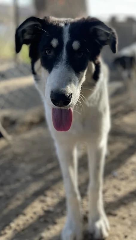 Vivia, female Mixed Breed for adoption at Tierheimhelden — photo 5 of 13