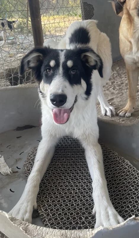 Vivia, female Mixed Breed for adoption at Tierheimhelden — photo 6 of 13