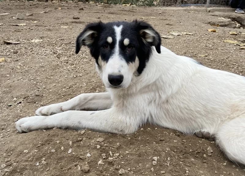 Vivia, female Mixed Breed for adoption at Tierheimhelden — photo 7 of 13