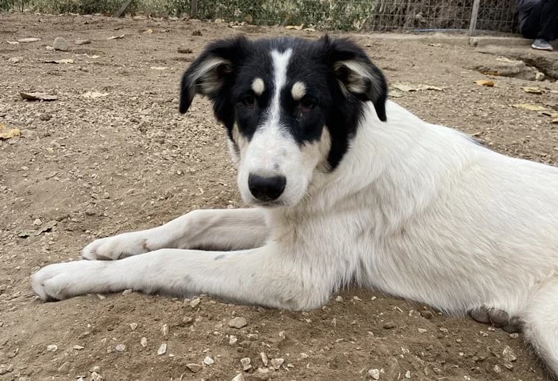 Vivia, female Mixed Breed for adoption at Tierheimhelden — photo 8 of 13