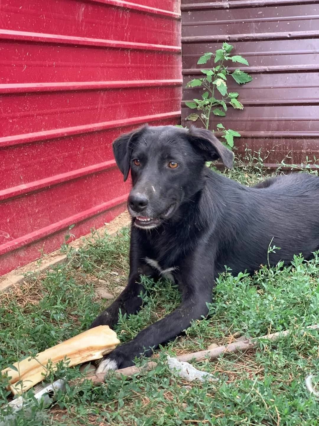 Whiskey, male Mixed Breed for adoption at Tierheimhelden