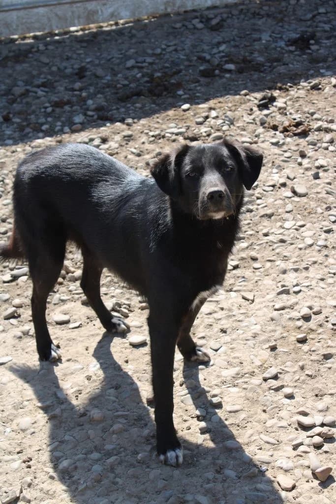Whiskey, male Mixed Breed for adoption at Tierheimhelden — photo 2 of 5