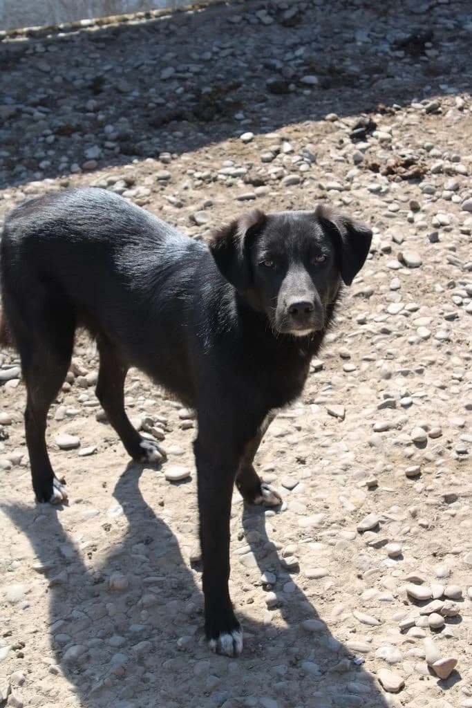 Whiskey, male Mixed Breed for adoption at Tierheimhelden — photo 3 of 5