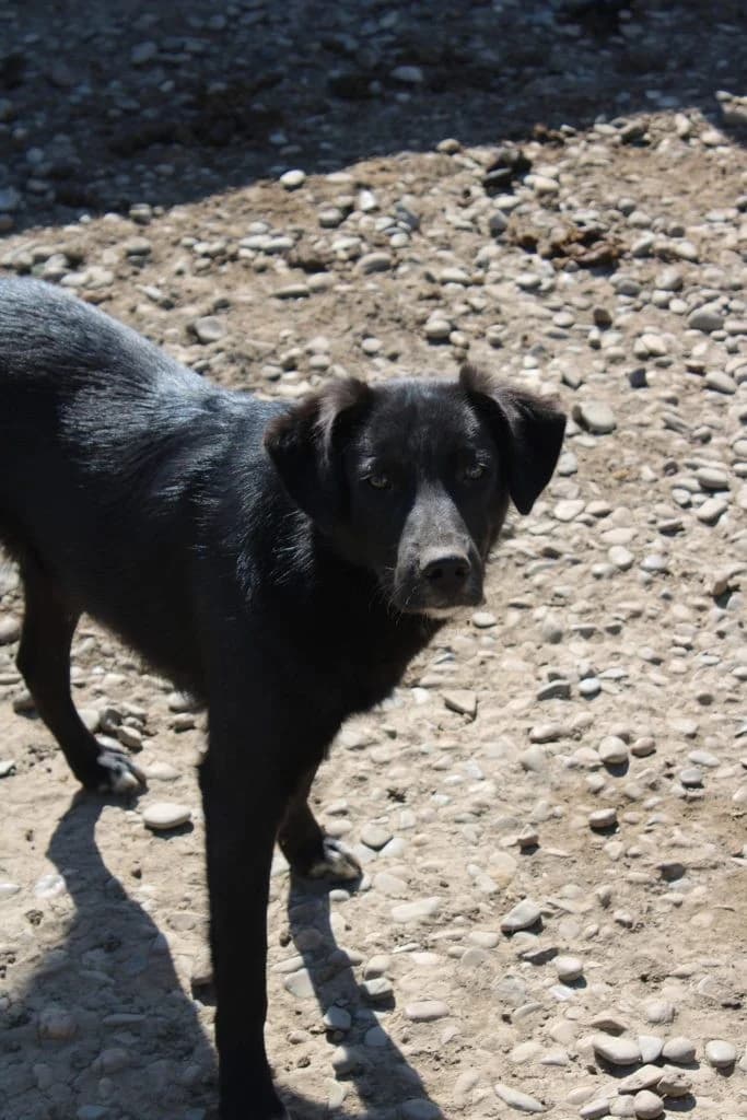 Whiskey, male Mixed Breed for adoption at Tierheimhelden — photo 4 of 5
