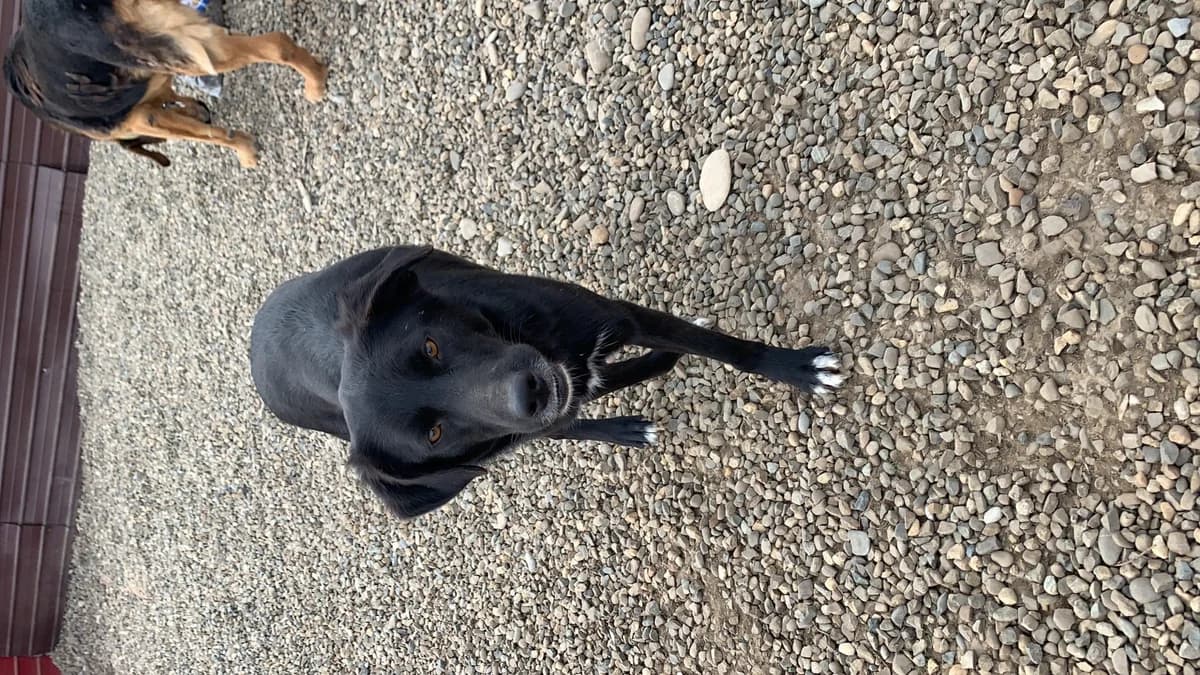 Whiskey, male Mixed Breed for adoption at Tierheimhelden — photo 5 of 5