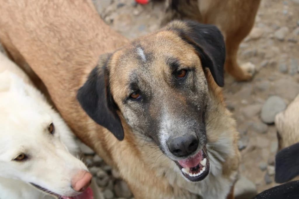 Luke, male Mixed Breed for adoption at Tierheimhelden