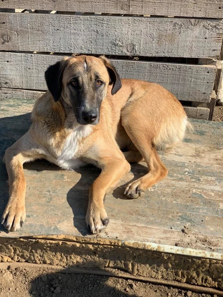 Luke, male Mixed Breed for adoption at Tierheimhelden — photo 2 of 5