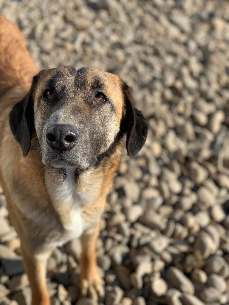Luke, male Mixed Breed for adoption at Tierheimhelden — photo 3 of 5