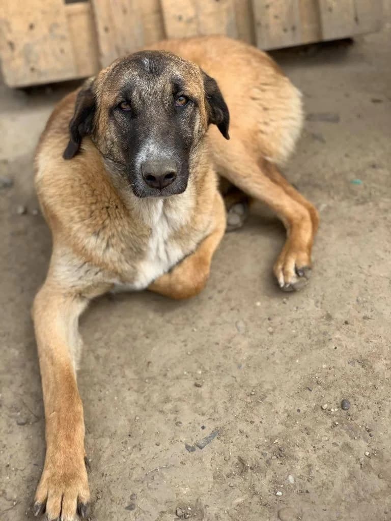 Luke, male Mixed Breed for adoption at Tierheimhelden — photo 4 of 5