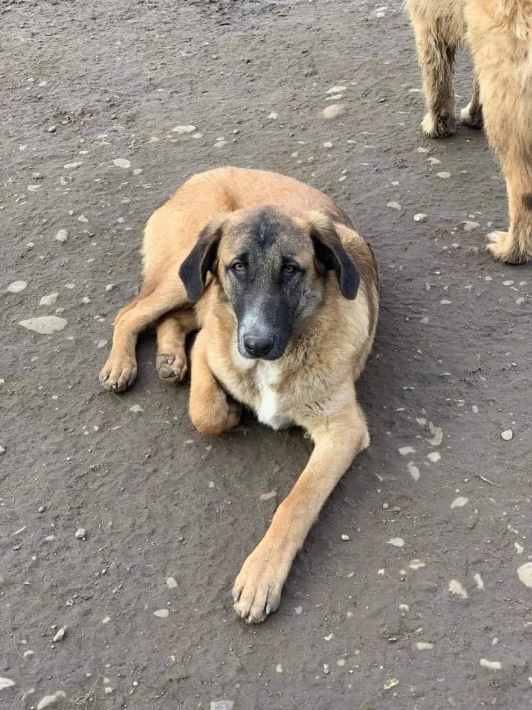 Luke, male Mixed Breed for adoption at Tierheimhelden — photo 5 of 5
