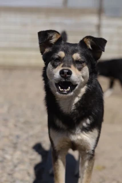 Vivien, female Mixed Breed for adoption at Tierheimhelden