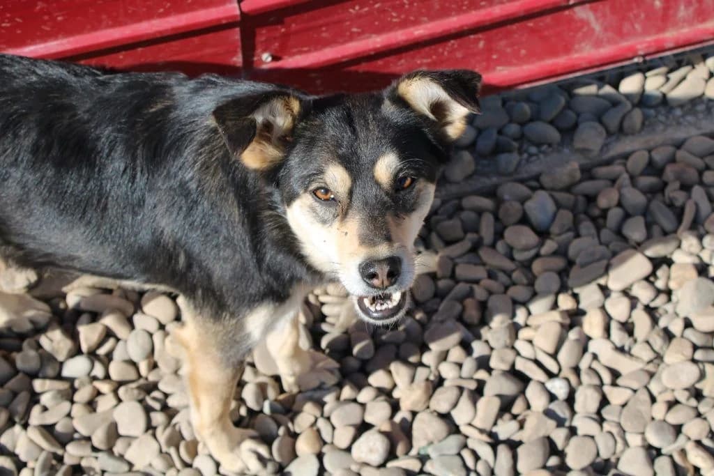 Vivien, female Mixed Breed for adoption at Tierheimhelden — photo 2 of 10