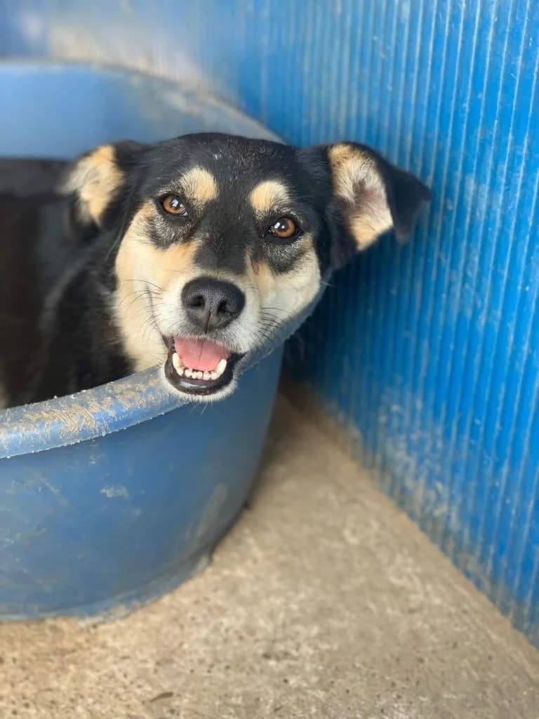 Vivien, female Mixed Breed for adoption at Tierheimhelden — photo 3 of 10