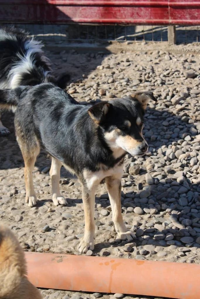 Vivien, female Mixed Breed for adoption at Tierheimhelden — photo 4 of 10