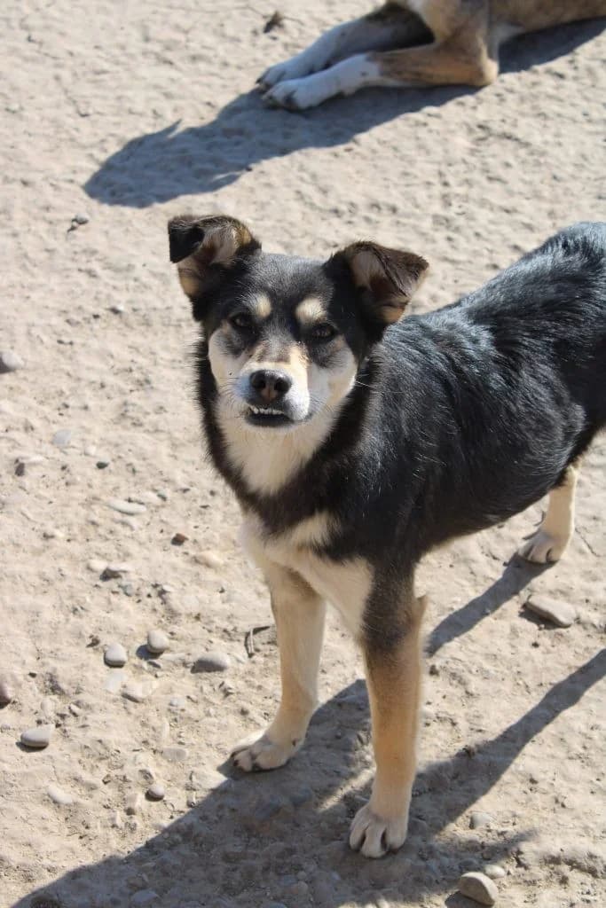 Vivien, female Mixed Breed for adoption at Tierheimhelden — photo 5 of 10