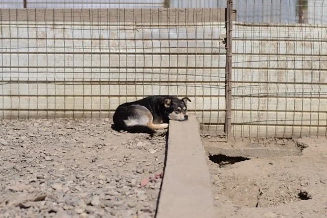 Vivien, female Mixed Breed for adoption at Tierheimhelden — photo 6 of 10